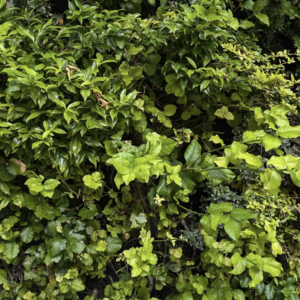 LEAVES BKGD NEW 300x300 - TEMPESTT